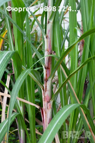 Захарна тръстика (Saccharum officinarum) – екзотично растение, снимка 3 - Разсади - 55608665