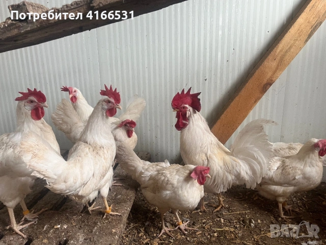 Яйца бял легхорн