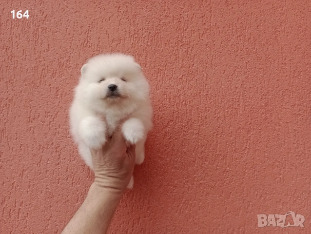 Померани. Реални снимки от 29.03.26 г., снимка 2 - Померан - 54012750