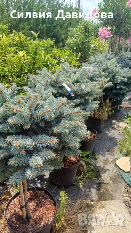 Глаука глобоза Glauca globosa