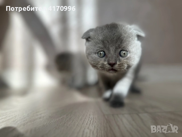 Шотландски клепухи , снимка 7 - Британска късокосместа - 54708463