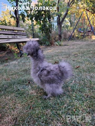 Американски копринки яйца , снимка 9 - Кокошки и пуйки - 54220790