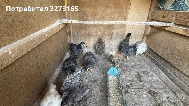 Пилета великденска носачка , снимка 3 - Кокошки и пуйки - 55620718