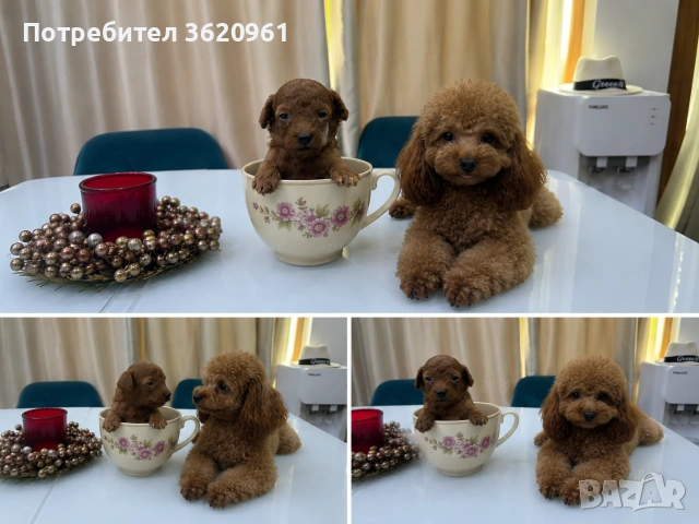 Той пудел , снимка 3 - Пудели - 55104728