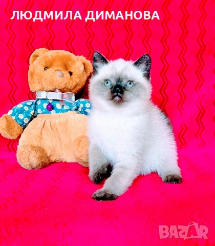 Шотландски мъжки със сини очи. , снимка 9 - Британска късокосместа - 54465113
