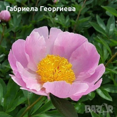 Божур, снимка 4 - Градински цветя и растения - 54232997