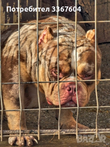 Американско були покет, снимка 2 - Други - 54167369