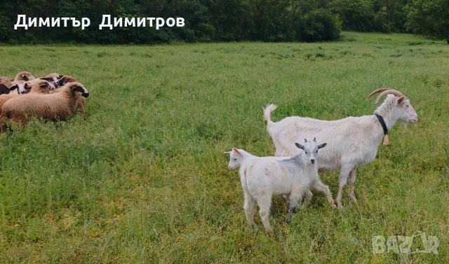продавам 10 агнета ,коза и две ярета , снимка 9 - Овце - 54583764