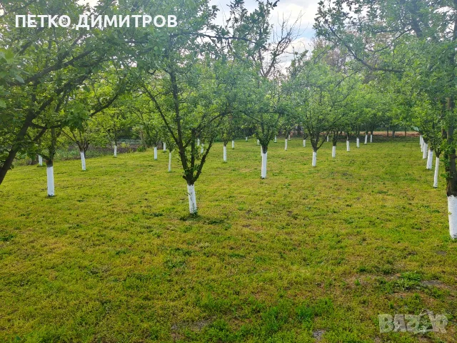Продавам сини сливи за ракия 
