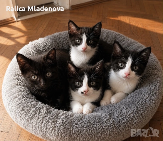 Подарявам котенца