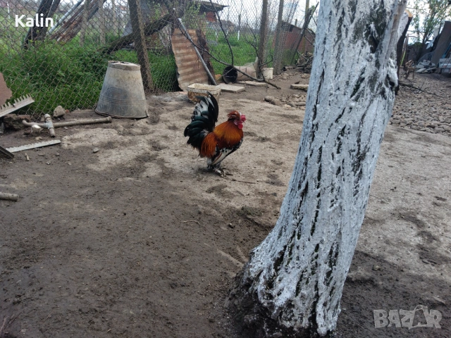 Продавам Джинки