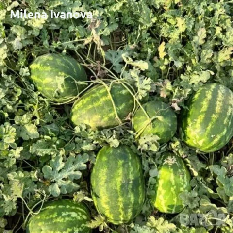 Продава Дини на едро - сорт Арашан и Каристан, снимка 2 - Други - 55353612