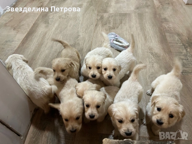 ГОЛДЪН РЕТРИВЪР