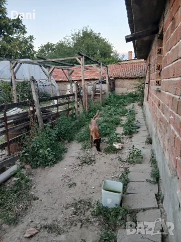Malinova Belgiska Ovcarka, снимка 2 - Белгийска овчарка - 55553745