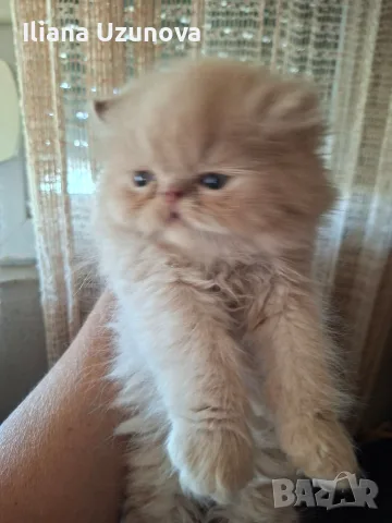 Уникални персийски котенца , снимка 8 - Персийска - 55472475
