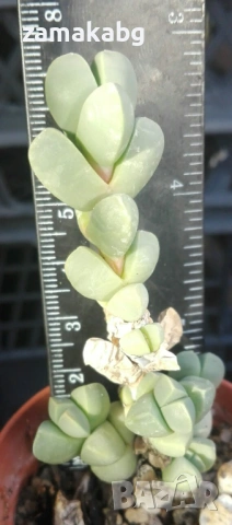 Корпускулария (Corpuscularia lehmannii Ice plant), сукулентно растение