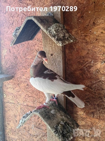 Датски летач