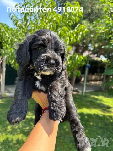 Кавапу & Cavapoo, снимка 9 - Други - 55655627