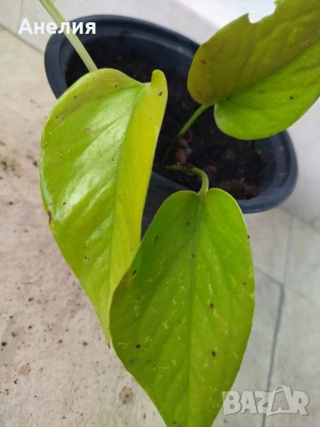 Epipremnum aureum 'Neon' 