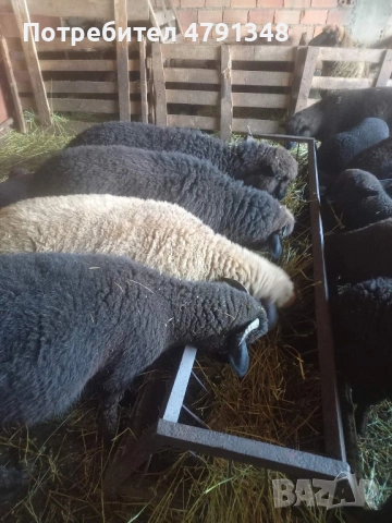 Агнета за клане цената е за кг живо тегло, снимка 4 - Овце - 54137403