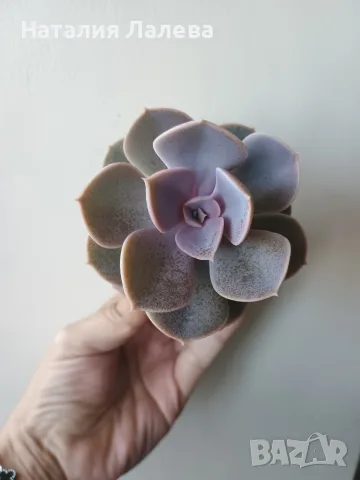 Ешеверия, echeveria Perle von nurnberg, снимка 5 - Стайни растения - 55440783