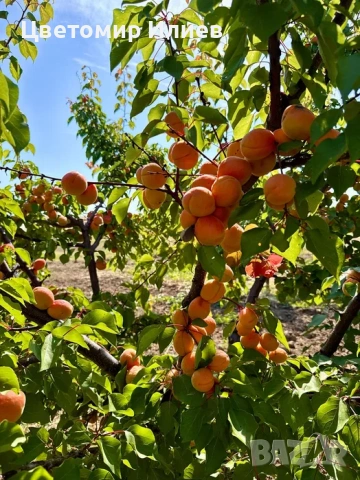 Кайсии сорт Харкот, снимка 5 - Домашни продукти - 55102852