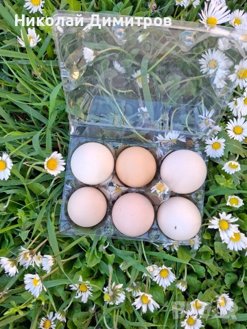 яйцата от фамилна ферма.