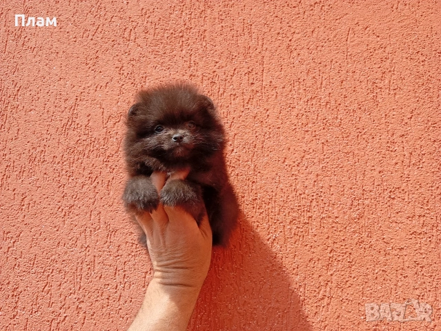 Женски Померани. Реални снимки от 29.04.2026 г.