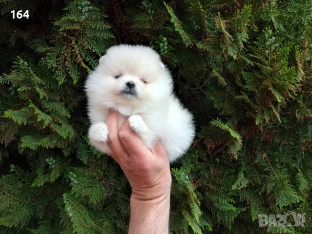 Померани. Реални снимки от 21.04.2026 г. , снимка 6 - Померан - 54273673