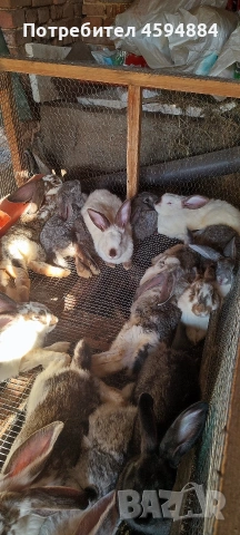 Животни за продан, снимка 7 - Други животни - 55098624