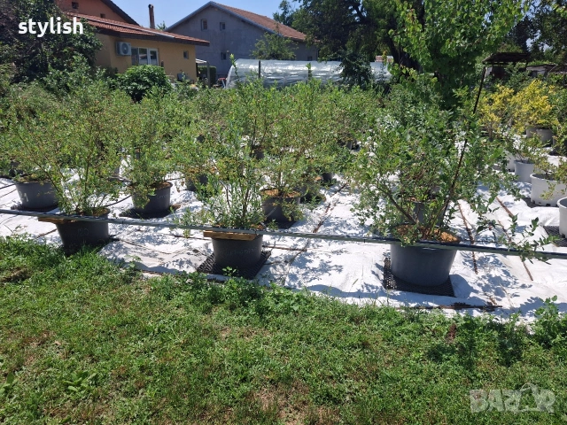 Плодове от синя боровинка, снимка 4 - Градински цветя и растения - 55088828