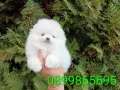 Бели мини Померани. Реални снимки !!! , снимка 9