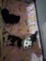Две мъжки кученца хъски, снимка 1