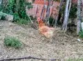 кокошки различни породи, снимка 2