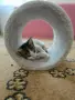 Подарявам бебета котета, снимка 3