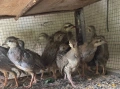 Тракийски кеклик, снимка 2