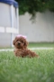 Той пудел Toy poodle, снимка 13