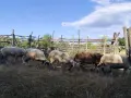 Продавам малко стадо овце, снимка 5