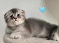 Британски и шотландски клепоухи котенца, снимка 6