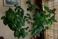 Китайска роза ,кливия, снимка 1