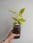 Филодендрон, philodendron Malay Gold, снимка 3