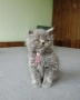 Британчета котета, снимка 2