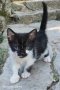 котенца, снимка 4