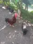 Свободни петли Родайланд и Маран черно сребро, снимка 2