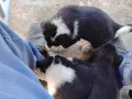 подарявам кученца на два месеца , снимка 4