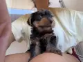 мини Йоркширски Териер момченце, снимка 6