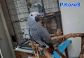 Ръчно хранен папагал Жако / бебе, снимка 4