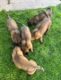 Малки кученца , снимка 3