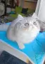Персийски котенца , снимка 13