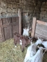 продавам 1 мъжко яре кам 14 килограма , снимка 1